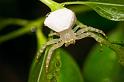 Thomisus_spectabilis_D2767_Z_78_-_Australie