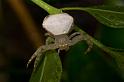 Thomisus_spectabilis_D2768_Z_75_-_Australie