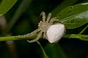 Thomisus_spectabilis_D2769_Z_78_-_Australie