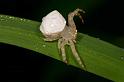 Thomisus_spectabilis_D2770_Z_78_-_Australie