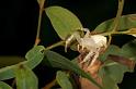 Thomisus_spectabilis_D2771_Z_75_-_Australie