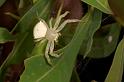 Thomisus_spectabilis_D2772_Z_82_-_Australie