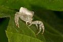 Thomisus_spectabilis_D2775_Z_82_-_Australie