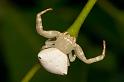 Thomisus_spectabilis_D2776_Z_83_-_Australie