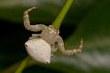 Thomisus_spectabilis_D2778_Z_81_-_Australie