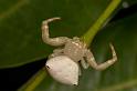 Thomisus_spectabilis_D2779_Z_81_-_Australie