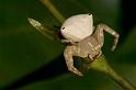 Thomisus_spectabilis_D2780_Z_81_-_Australie