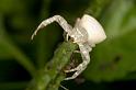 Thomisus_spectabilis_D2781_Z_82_-_Australie