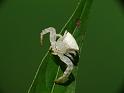 Thomisus_spectabilis_D6641_Z_90_Brisbane_Australie