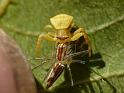 Thomisus_spectabilis_D6792_Z_87_Brisbane_Australie