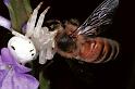 Thomisus_spectabilis_F0691_Z_80_Giru_Australie