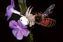 Thomisus_spectabilis_F0693_Z_80_Giru_Australie