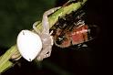 Thomisus_spectabilis_F0696_Z_80_Giru_Australie