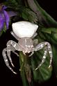 Thomisus_spectabilis_F0702_Z_90_Giru_Australie