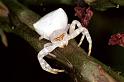 Thomisus_spectabilis_F0720_Z_86_Giru_Australie