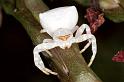 Thomisus_spectabilis_F0721_Z_84_Giru_Australie