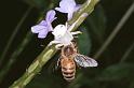 Thomisus_spectabilis_RF0364_Z_78_Giru_Australie
