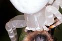 Thomisus_spectabilis_RF0369_O_75_Giru_Australie