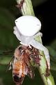 Thomisus_spectabilis_RF0370_O_75_Giru_Australie
