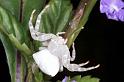Thomisus_spectabilis_RF0373_Z_78_Giru_Australie
