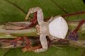 Thomisus_spectabilis_RF0522_Z_77_Daintree-Giru_Australie
