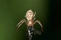 Tmarus_cinerascens_D2782_Z_81_-_Australie