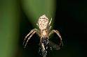 Tmarus_cinerascens_D2783_Z_82_-_Australie