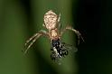 Tmarus_cinerascens_D2784_Z_82_-_Australie