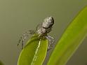 Tmarus_cinerascens_D6390_O_89_Brisbane_Australie