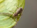 Tmarus_marmoreus_D6800_Z_88_Brisbane_Australie