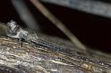 Tmarus_piger_P0847_Z_80_Soube_Frankrijk