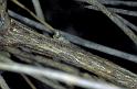 Tmarus_piger_P0848_Z_80_Soube_Frankrijk
