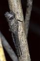 Tmarus_piger_P0850_Z_90_Soube_Frankrijk