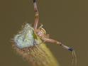 Xysticus_ZZ584_D6912_Z_89_Brisbane_Australie