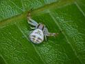 Xysticus_ZZXYX_D6276_Z_88_Brisbane_Australie