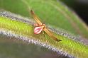 Xysticus_ZZXYX_F1417_O_81_Soube_Frankrijk