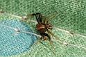 Xysticus_bifasciatus_D4376_Z_88_Oostvlieland_Nederland