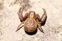 Xysticus_bifasciatus_P0102_Z_75_-_Frankrijk