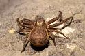 Xysticus_bifasciatus_P0103_Z_75_-_Frankrijk