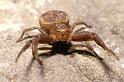 Xysticus_bifasciatus_P0110_Z_90_-_Frankrijk