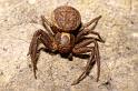 Xysticus_bifasciatus_P0111_Z_80_-_Frankrijk