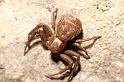 Xysticus_bifasciatus_P0112_Z_80_-_Frankrijk