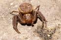 Xysticus_bifasciatus_P0113_Z_80_-_Frankrijk