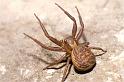 Xysticus_bifasciatus_P0115_Z_92_-_Frankrijk