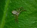 Xysticus_bilimbatus_D6324_Z_88_Brisbane_Australie