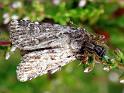 Xysticus_cristatus_D7562_Z_87_-_Nederland