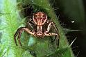 Xysticus_cristatus_F0489_Z_82_-_Frankrijk