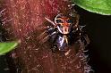 Xysticus_cristatus_F1172_Z_85_Arfons_Frankrijk