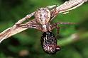 Xysticus_cristatus_F1213_Z_83_Laprade_Frankrijk