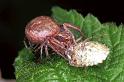 Xysticus_cristatus_F1272_D_82_Laprade_Frankrijk